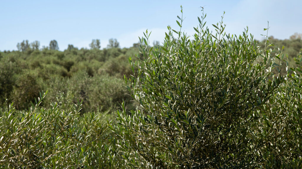 El pasado del olivo comienza con el acebuche