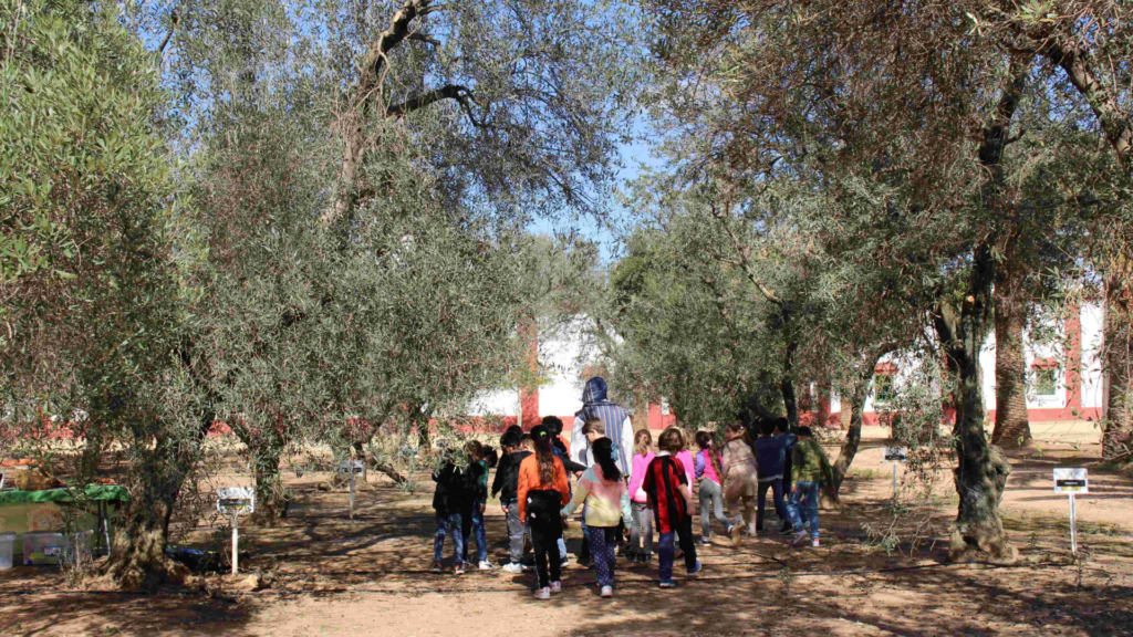 La importancia del olivo en la historia